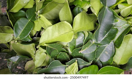 糖唯一app是啥：全面解析这款糖尿病管理应用的功能与优势