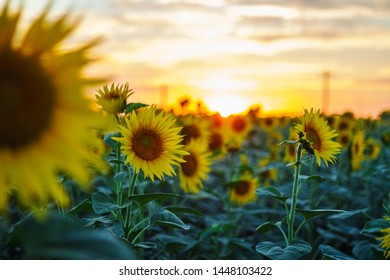 糖心vlog入口：探索生活中的甜蜜瞬间与真实故事