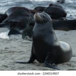 红领巾爱学习第三季答案全解析与学习指南 lnn9dpce