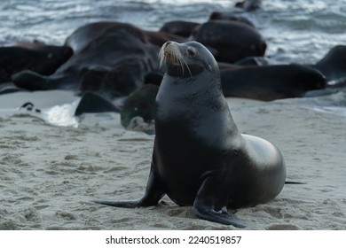 红领巾爱学习第三季答案全解析与学习指南