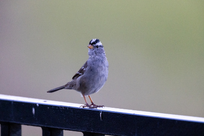 畅享在线电影，尽在欧乐平台的精彩世界