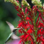 红领巾最经典十句话:传承红色精神,激励青春梦想的金句 torkfubhm